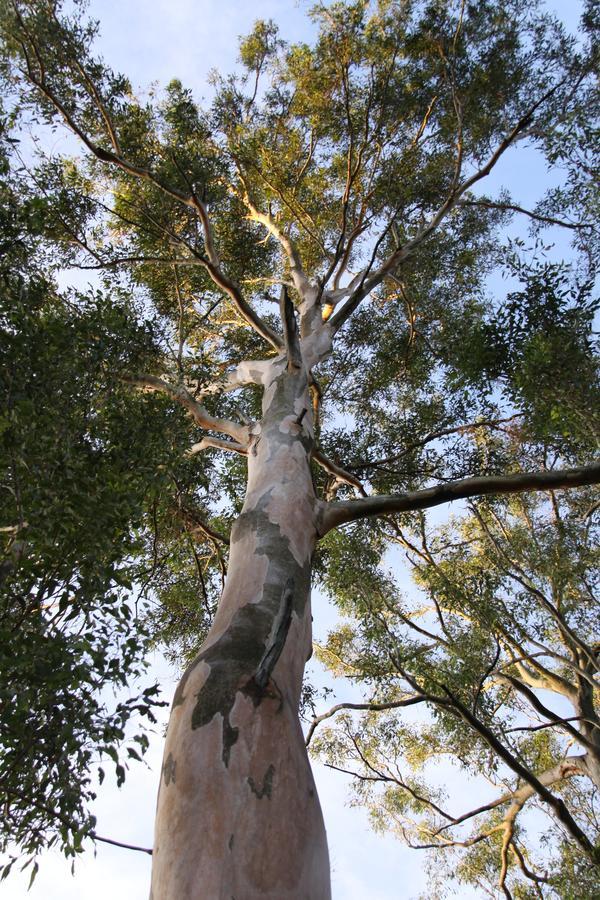 Paperbark Bed&Breakfast Brisbane Eksteriør bilde