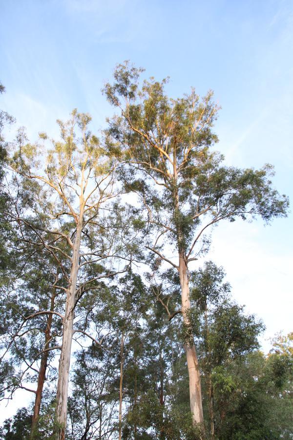 Paperbark Bed&Breakfast Brisbane Eksteriør bilde
