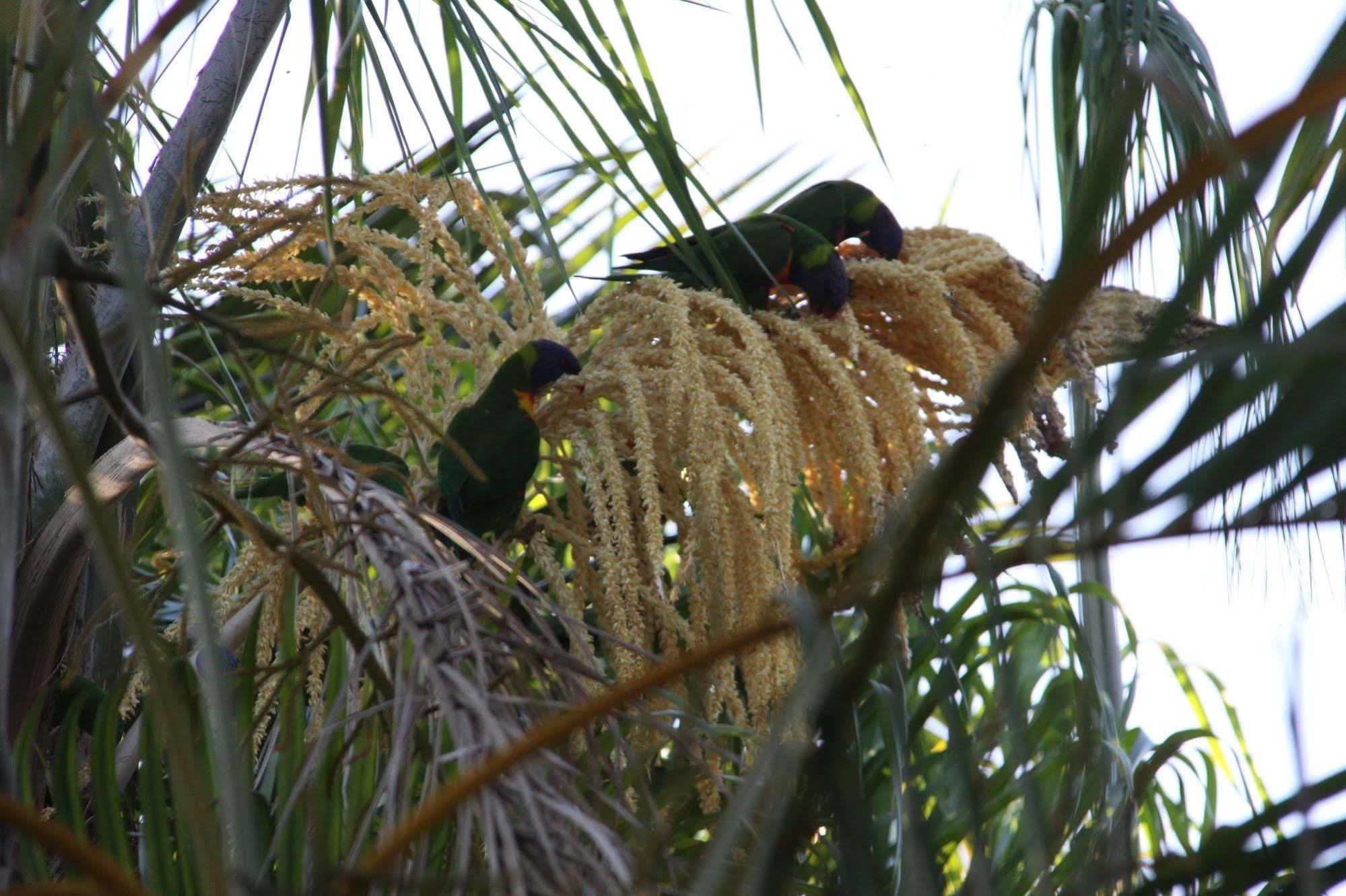 Paperbark Bed&Breakfast Brisbane Eksteriør bilde